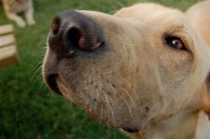 He doesn't even care if the steak is cooked well, does he?